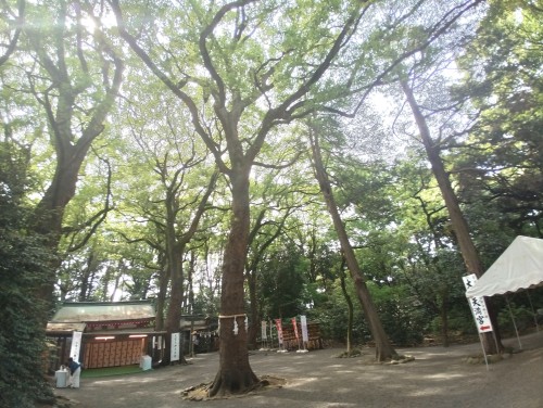 大宮八幡宮 ～歴史と自然が調和した神聖な空間～
