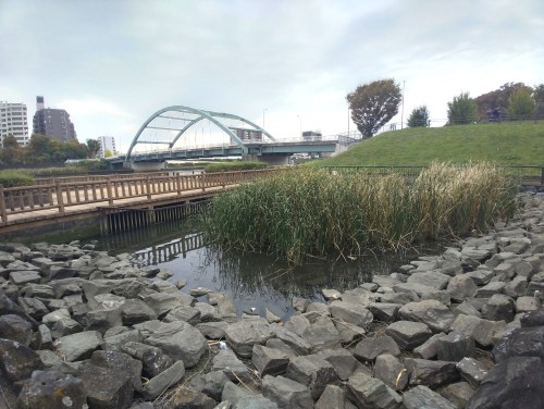 東京足立区 千住桜木わんど ～都会の中の静かな水辺～