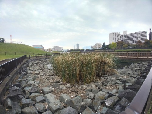 東京足立区 千住桜木わんど ～都会の中の静かな水辺～