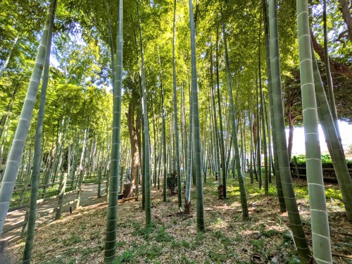 東京都目黒 すずめのお宿緑地公園 ～竹林のざわめきと古民家に、目黒の昔が息づく静かな公園～