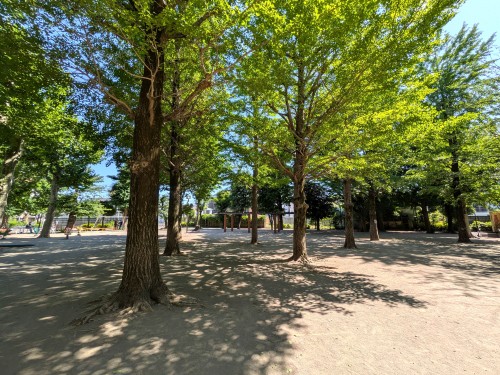 東京 目黒区立田向公園 ～桜並木と木漏れ日に癒やされる、碑文谷の静かな憩いの公園～
