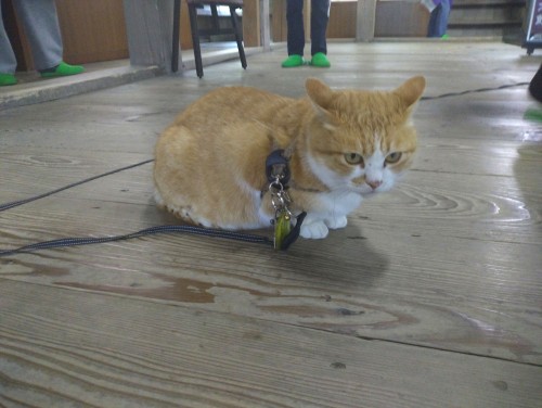 岡山高梁市 備中松山城 ～天空に浮かぶ現存天守、山城の魅力を歩いて体感～