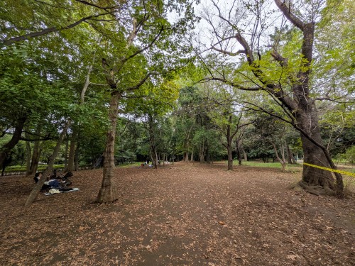 品川区 林試の森公園 ～大きな木々と豊かな緑に包まれ、池や広場を巡りながら四季の自然を楽しめる都会の森～